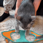 Pawras Escape-proof Cat Harness + Leash